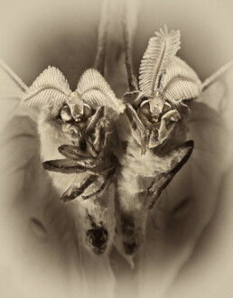 Moth couple portrait