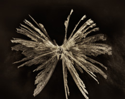 Ap no.2(Antheraea polyphemus)_2007