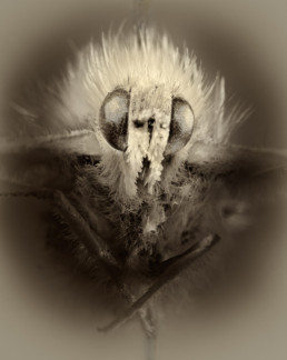 Gr-no.1(Gonepteryx-rhamni)_2002