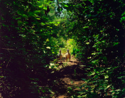 Macchabee Forest #1, Mauritius, 2001