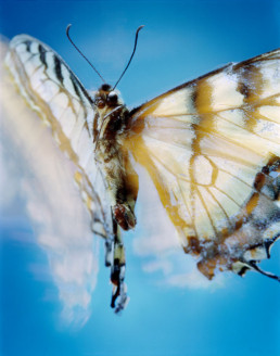 Pg-no.3(Papilio-glaucus)_2008