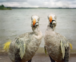 Dodo, Mare Longue Reservoir #1, Mauritius, 2002