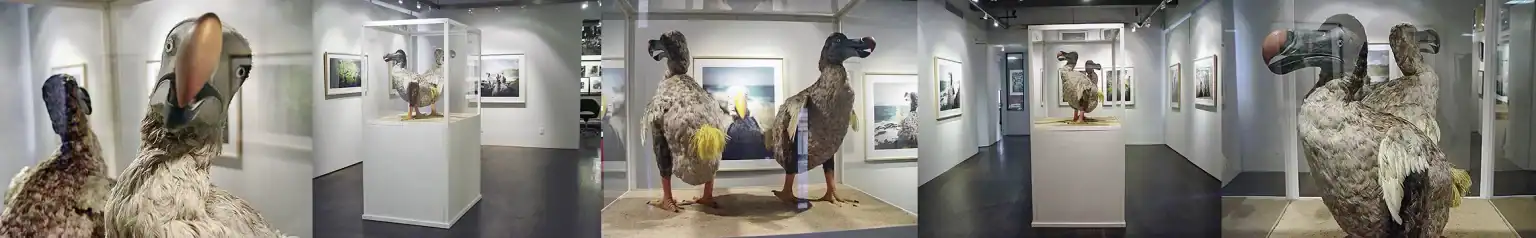 A montage of gallery installation views featuring life-sized dodo sculptures and framed photographic prints in a white-walled Bonni Benrubi exhibition space — documenting Harri Kallio’s immersive art project that blends photography and sculpture.