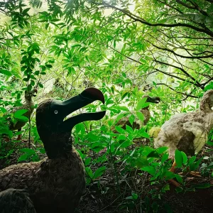 aperture.org/prints/combo-nature-preserve-6-mauritius-2004/