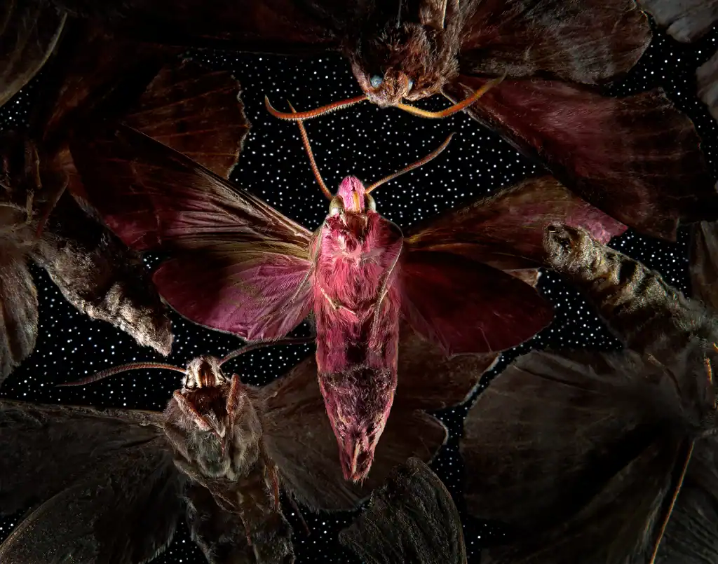 Deilephila elpenor elephant hawk-moth group macro photography composition from 2008 featuring multiple moth specimens arranged against starry background using artistic composite photography techniques.