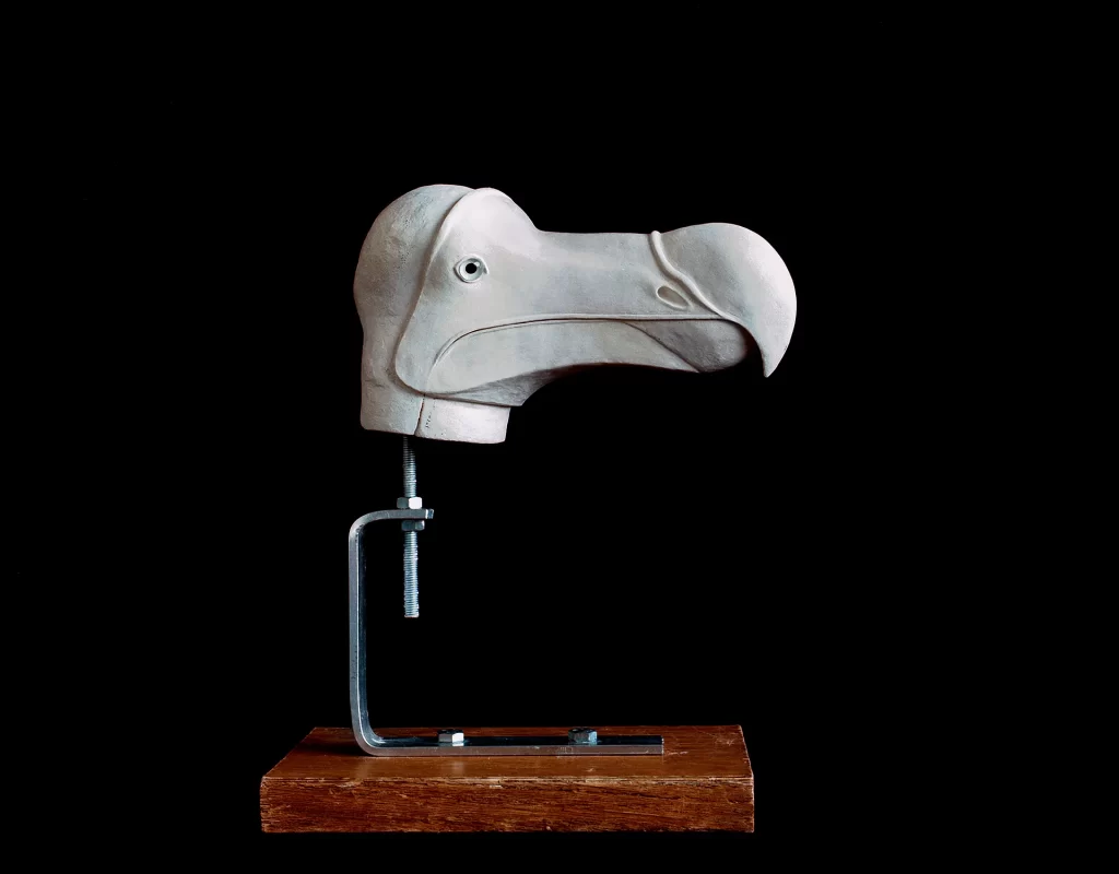Dodo bird head sculpture carved from pale material, mounted on metal armature with clamp system attached to dark wooden base. Features distinctive curved beak, small eye, and bulbous head shape of extinct dodo against black background.