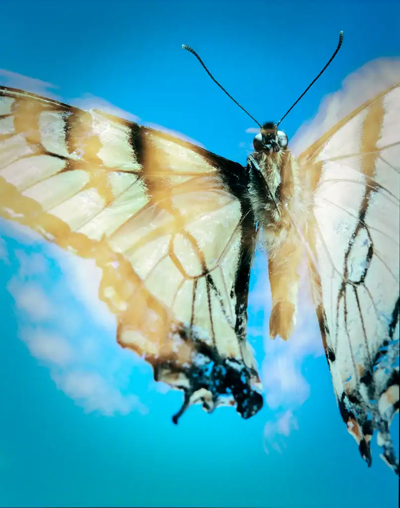 Papilio glaucus eastern tiger swallowtail butterfly macro photography from 2008 featuring full wingspan view with yellow and black wing patterns photographed against blue sky using low-angle perspective techniques.