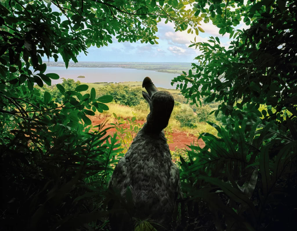 A dodo bird replica gazes through lush tropical foliage on Lion Mountain, Mauritius, viewing the island's shoreline and lagoon from within the thick woodland environment that formerly housed these vanished species.