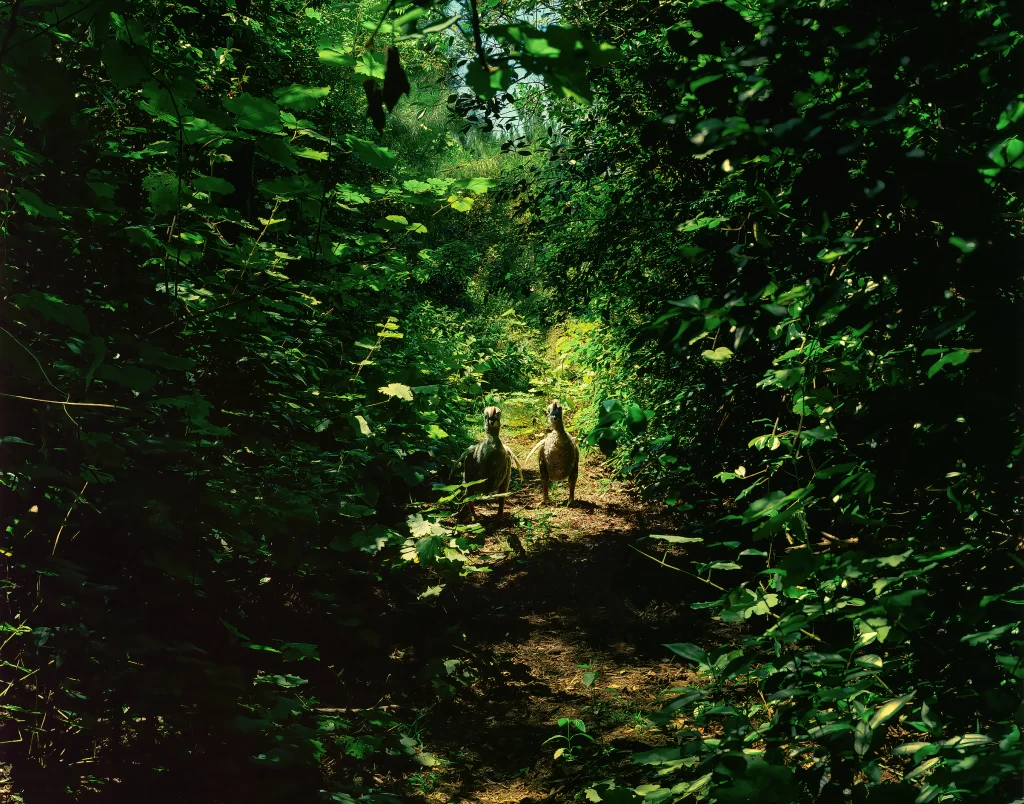 Duo of dodo reconstructions placed along shaded woodland pathway in Macchabee Forest, Mauritius, surrounded by thick tropical foliage in their ancestral jungle environment.