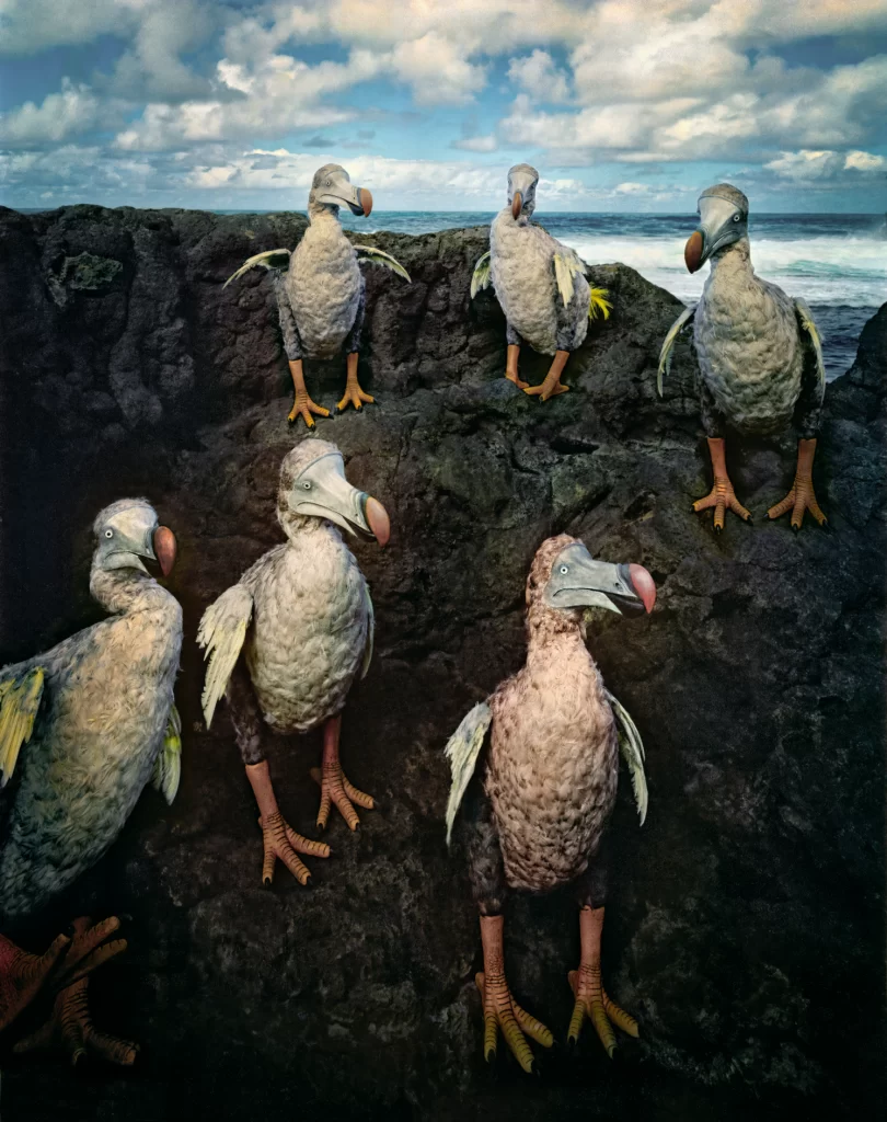 Multiple dodo sculpture replicas positioned on dark lava rocks showing extinct Mauritius birds with ocean and cloudy sky background at Le Gris Gris location.