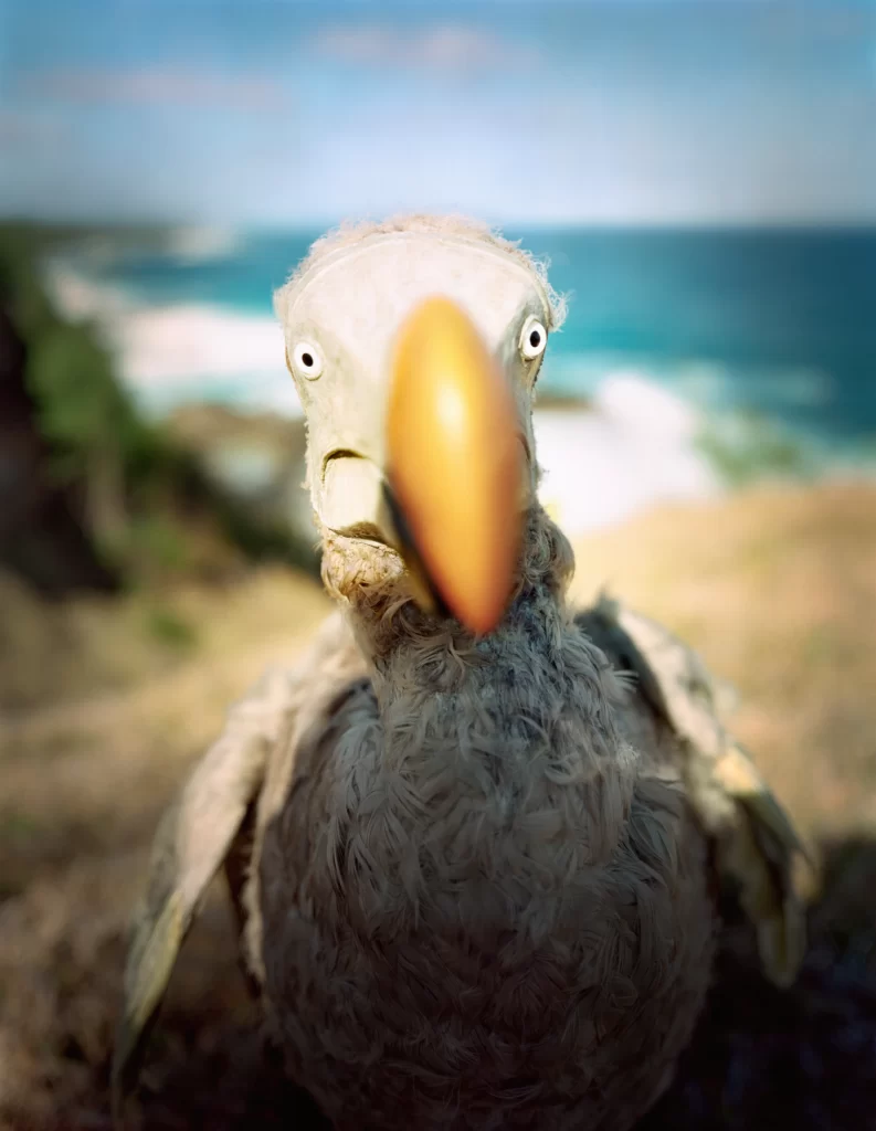 A detailed dodo bird replica showing head and torso, placed on the Mauritius Island shoreline with sea and sand visible behind. The artistic creation displays the vanished species' distinctive oversized hooked bill, tiny eyes, and gray-brown feathering, forming a fictional meeting with the extinct bird in its native island environment.