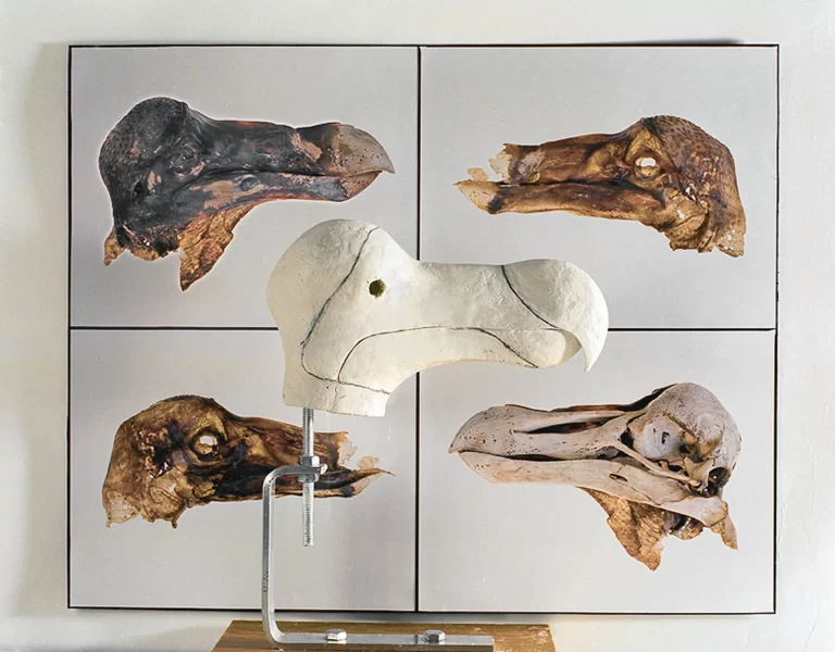 Scientific reconstruction study featuring sculpted dodo head displayed against photographic specimens of preserved skulls. Comparative presentation shows artistic interpretation process from fragmentary fossil evidence to complete three-dimensional form of extinct species.