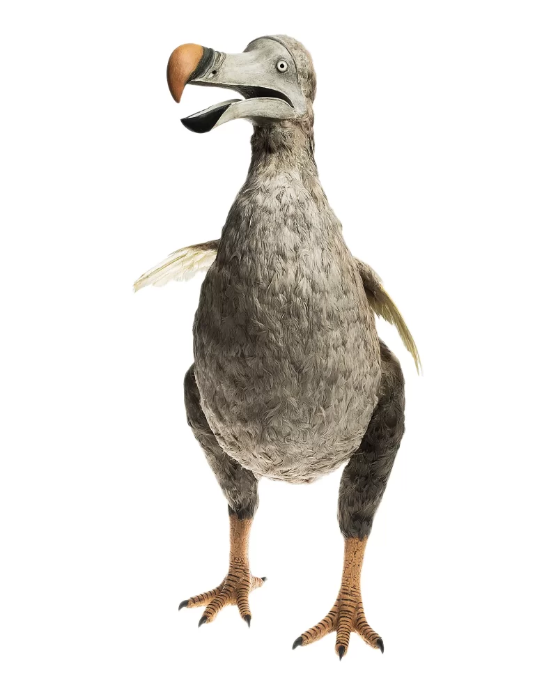 Full-body dodo specimen reconstruction featuring characteristic hooked beak coloration, varied feather textures, substantial build, and powerful scaled legs. Museum display model represents contemporary scientific understanding of extinct Mauritius bird through detailed craftsmanship and anatomical accuracy.