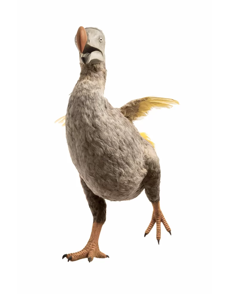 Museum-quality dodo bird reconstruction in profile showing upward-tilted head pose with characteristic large curved beak, gray-brown plumage, and golden wing feathers. Professional model demonstrates alert posture of extinct flightless bird with detailed anatomical accuracy.