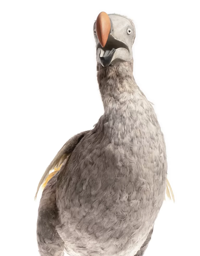 Detailed dodo specimen reconstruction displaying iconic hooked beak coloration, varied feather textures, and substantial body proportions. Museum display model represents scientific interpretation of extinct Mauritius bird through meticulous craftsmanship and anatomical study.