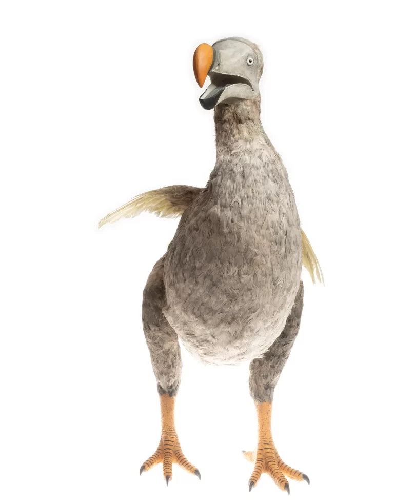 Full-body dodo specimen reconstruction displaying iconic hooked beak coloration, varied feather textures, robust build, and powerful orange scaled legs with clawed feet. Museum display model represents comprehensive scientific interpretation of extinct Mauritius bird through detailed craftsmanship.