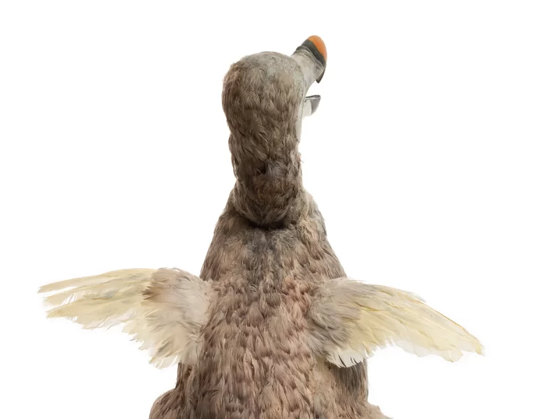 Rear three-quarter view of dodo bird reconstruction showing spread vestigial wings with pale yellow flight feathers, gray-brown body plumage, and characteristic orange beak in profile. Museum model demonstrates wing structure and robust build of extinct flightless species.