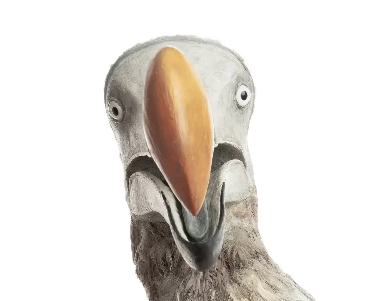 Detailed frontal view of dodo head featuring iconic oversized hooked beak in golden-brown tones, bilateral round eyes, and textured pale gray facial features. Professional reconstruction illustrates distinctive cranial proportions and beak structure of extinct Mauritius bird species.