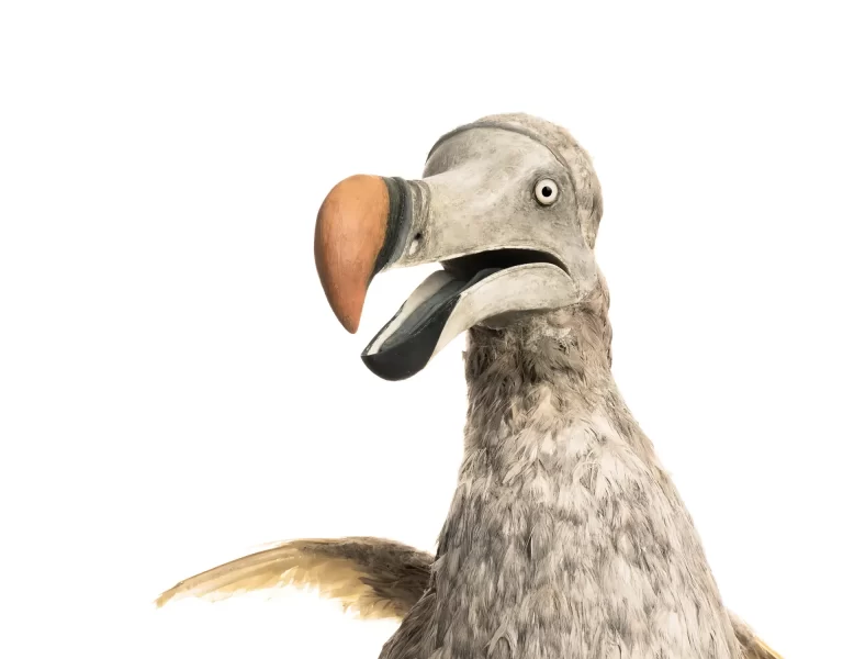 Museum-quality dodo bird reconstruction showing distinctive large curved orange-brown beak, round eye, and gray-brown plumage. Detailed taxidermic or sculptural model demonstrates scientific interpretation of extinct species' appearance based on historical evidence.