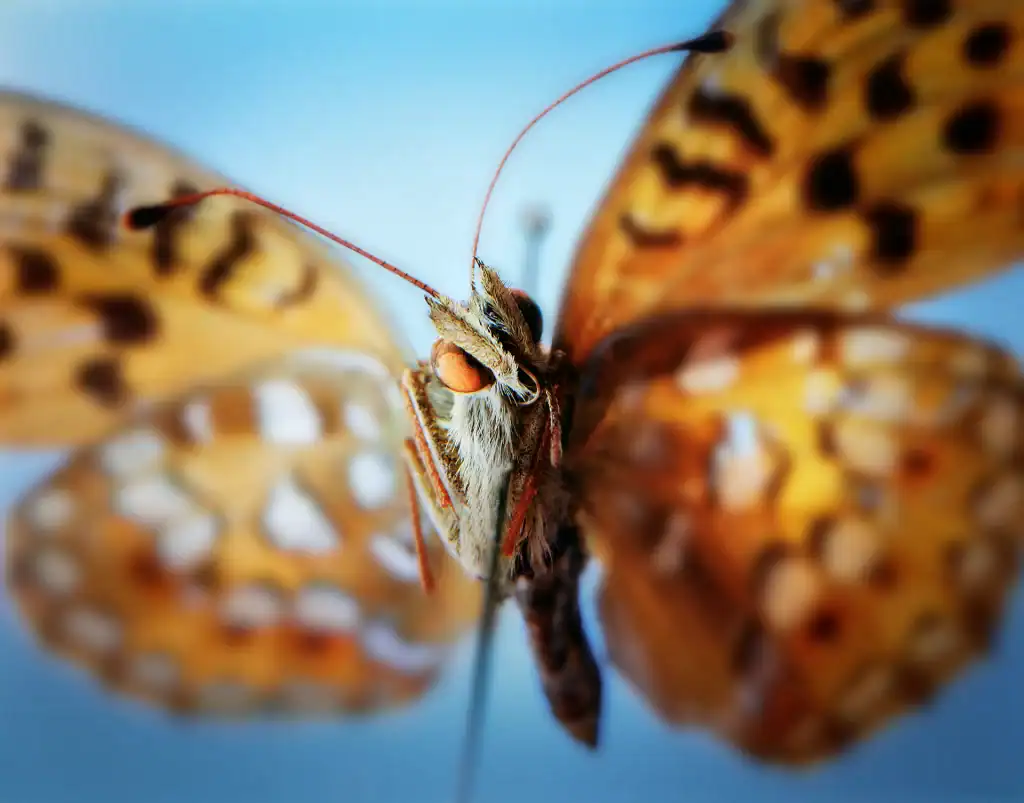 Mesoacidalia aglaja dark green fritillary butterfly macro photography portrait from 2007 featuring close-up view of butterfly head with compound eye and wing patterns photographed with shallow depth of field techniques.