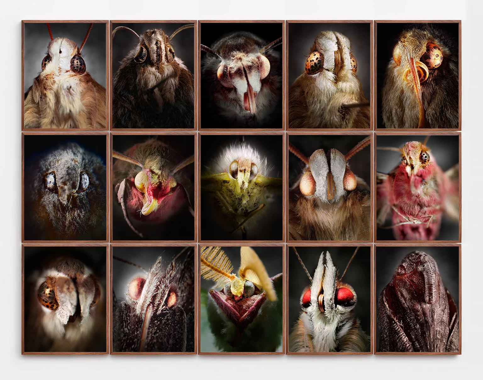 Collection of macro butterfly and moth portrait photography featuring close-up insect faces with compound eyes, antennae, and textured wing scales photographed using professional studio lighting techniques. These detailed lepidoptera portraits showcase the facial characteristics and natural beauty of various butterfly and moth species through dramatic magnification and artistic composition.