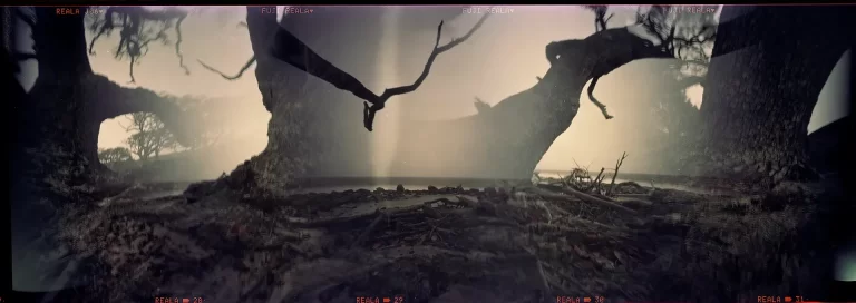 Experimental wide-format pinhole image capturing a coastal landscape with gnarled, arching tree trunks and scattered driftwood. The overlapping exposures create ghostly silhouettes against a mist-filled horizon, blending sharp bark textures with soft atmospheric light for a surreal, dreamlike effect.