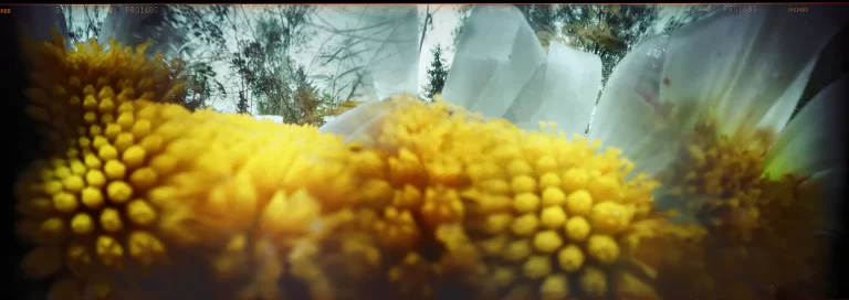 Panoramic multi-exposure pinhole photo of inside of a flower