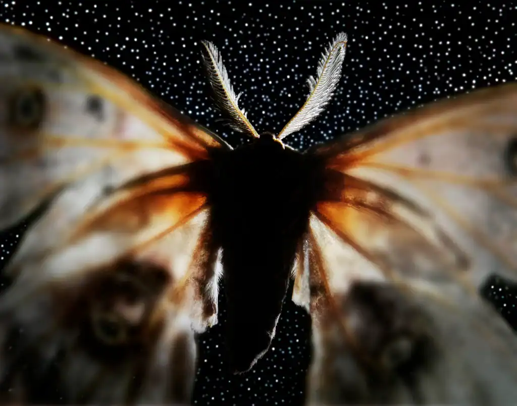 Antheraea polyphemus moth artistic macro photography from 2007 featuring silhouette with feathery antennae against starry background and motion blur wing effects created with professional studio techniques.